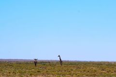 A Giraffe in Etosha National Park Namibia