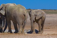 Elephants in Etosha National Park Namibia