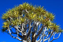 Quiver tree at Mesosaurus Fossils camp site Namibia