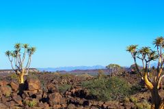 Quiver tree landscape at Mesosaurus Fossils camp site Namibia