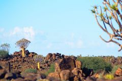 Quiver tree landscape at Mesosaurus Fossils camp site Namibia