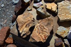 Mesosaurus Fossil at the Mesosaurus Fossils Farm near Keetmanshoop Namibia