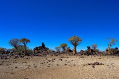 Quiver trees in the Kalahari Desert in Namibia