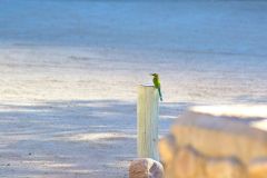 Unknown bird at the camp site of Ais-Ais in the Fish River Canyon of Namibia