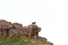 A baboon at Ais-Ais camp site in the Fish River Canyon Namibia