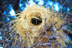Bird nest in the Namib Desert in Namibia