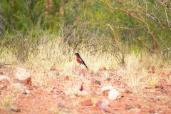 Bird in the Namib Desert in Namibia