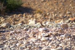 A bird in Namib-Naukluft National Park Namibia
