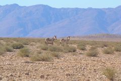 Zebras at Namib Naukluft National Park Namibia
