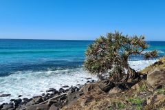 Pandanus tree above the Pacific Ocean at Burleigh Headland