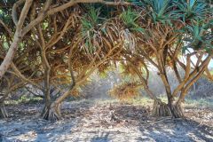 Pandanus grove on the Burleigh Headland coastal track, Gold Coast