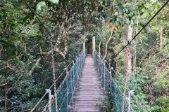 Rainforest Suspension Bridge