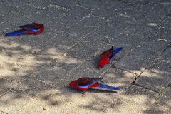 Crimson Rosellas Foraging on Stone Path