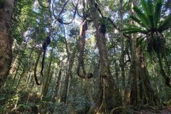 Ancient Rainforest with Twisted Vines and Tree Ferns