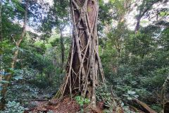 Strangler Fig Embracing an Ancient Forest Giant