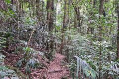 Subtropical Rainforest Walking Track