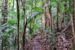 Subtropical Rainforest Track with Palms
