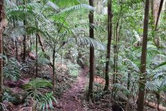 Subtropical Rainforest Trail with Arching Palms