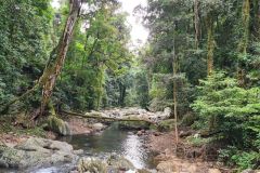 Rainforest Creek with Fallen Tree Crossing