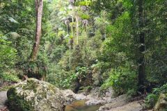 Rainforest Creek and Mossy Boulders
