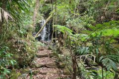 Rainforest Path to Hidden Waterfall