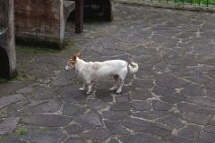 Small Dog on Stone Pavement, Madeira Island