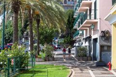 Palm-Lined Urban Street on Madeira Island
