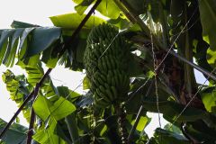 Banana Bunch Growing Under Protective Canopy in Madeira