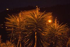 Night-Lit Yucca Plants in Arco de São Jorge, Madeira
