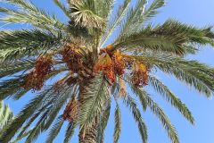 Date Palm with Ripe Fruit in Santa Cruz, Madeira Island