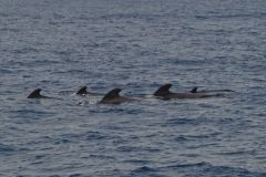 Short-Finned Pilot Whales at Sea