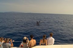 Short-finned Pilot Whales Observed Offshore Madeira