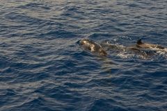Short-finned Pilot Whales Surfacing in the Atlantic off Madeira