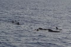 Pilot Whales and Dolphins Swimming Together in the Atlantic off Madeira