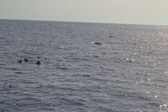 Pilot Whales and Dolphins in Open Atlantic Waters off Madeira