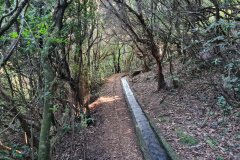 Levada dos Cedros Forest Path, Fanal, Madeira