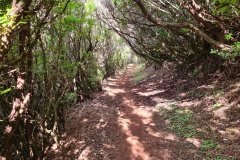 Levada dos Cedros Woodland Trail, Fanal, Madeira