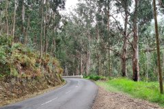 Winding Forest Road Through Eucalyptus Slopes, Madeira