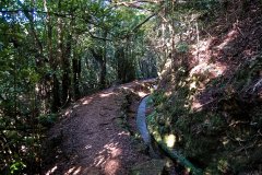 Shaded Levada Path Through Laurisilva Forest, Madeira Island