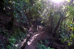 Sunlit Levada Trail in Laurisilva Forest, Madeira Island