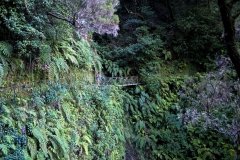 Levada Walk Through Lush Laurel Forest, Madeira Island