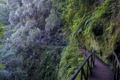 Cliffside Levada Path in Madeira’s Laurisilva Forest