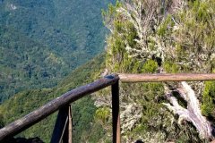 Songbird on Mountain Viewpoint Railing, Madeira