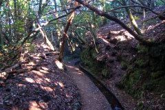 Shaded Levadas Trail in Madeira Forest