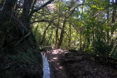 Levada Path Through Madeira Laurel Forest