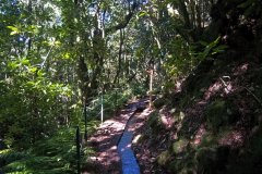 Levada Trail in Madeira Laurel Forest