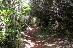 Shaded Forest Path on Madeira