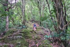 Hiker Climbing a Mossy Forest Trail Along a Levada Near Boa Ventura, Madeira