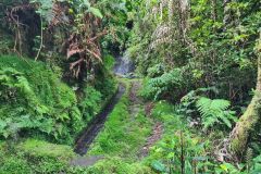 Levada de Achada Grande Forest Bend, Boa Ventura, Madeira