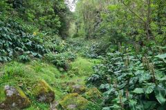 Overgrown Levada Trail, Levada de Achada Grande, Boa Ventura, Madeira